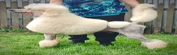 Standard Poodle dogs for sale: KC Standard Poodles due September - Advert 6