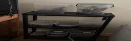 Tarantulas invertebrates for sale: Mixed tarantulas - Advert 1
