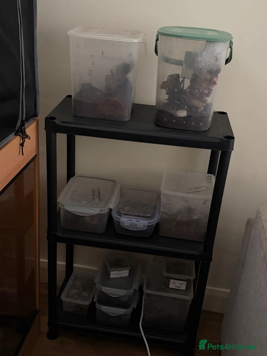 Tarantulas invertebrates for sale: Mixed tarantulas - Advert 1