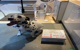 Dalmatian dogs for stud: *PROVEN* KC reg black spotted handsome William +/+ in Birmingham - Image 7