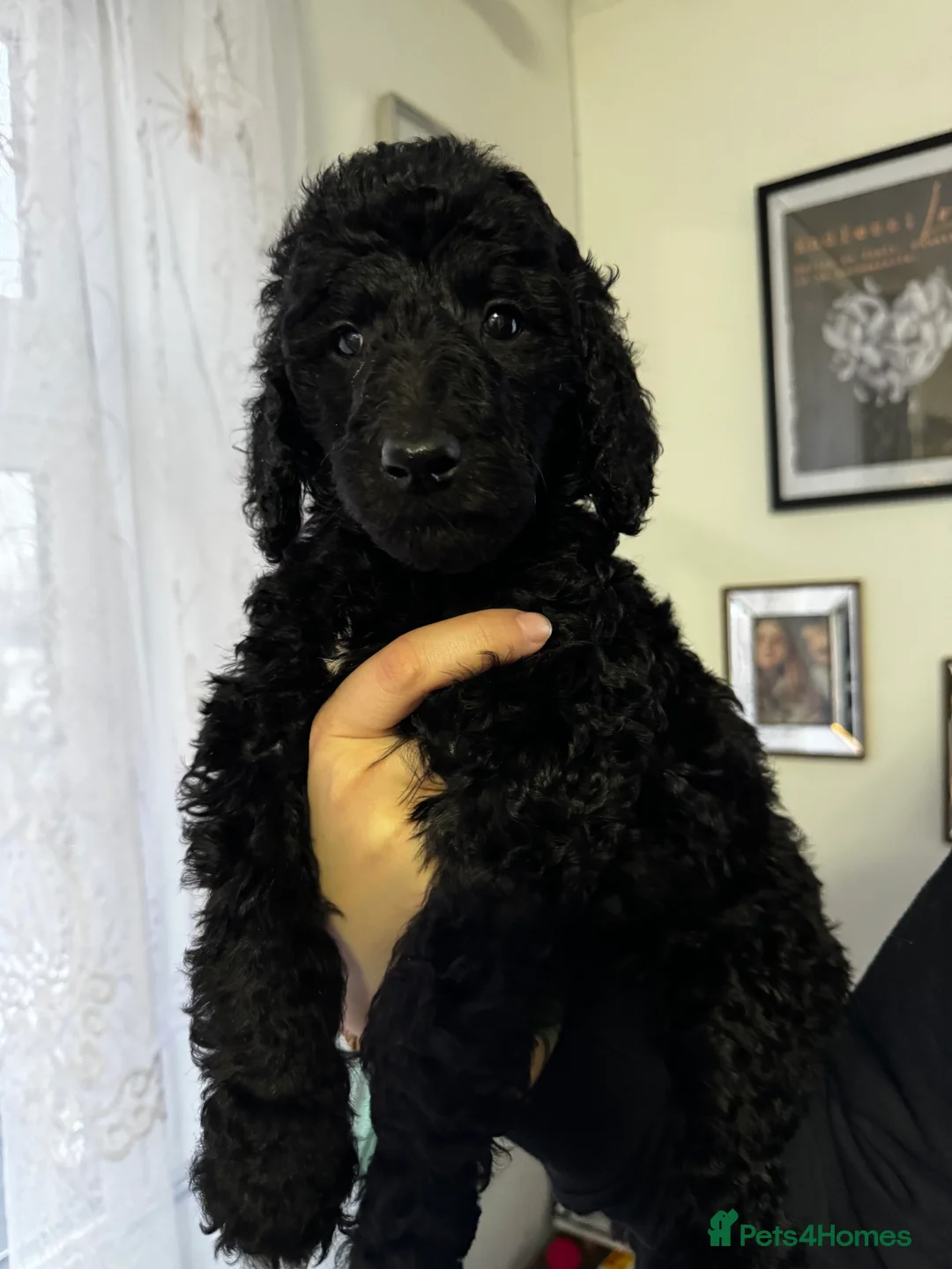 Standard Poodle dogs for sale: Last 2 boys ! KC Standard Poodles! Ready Now! - Advert 13