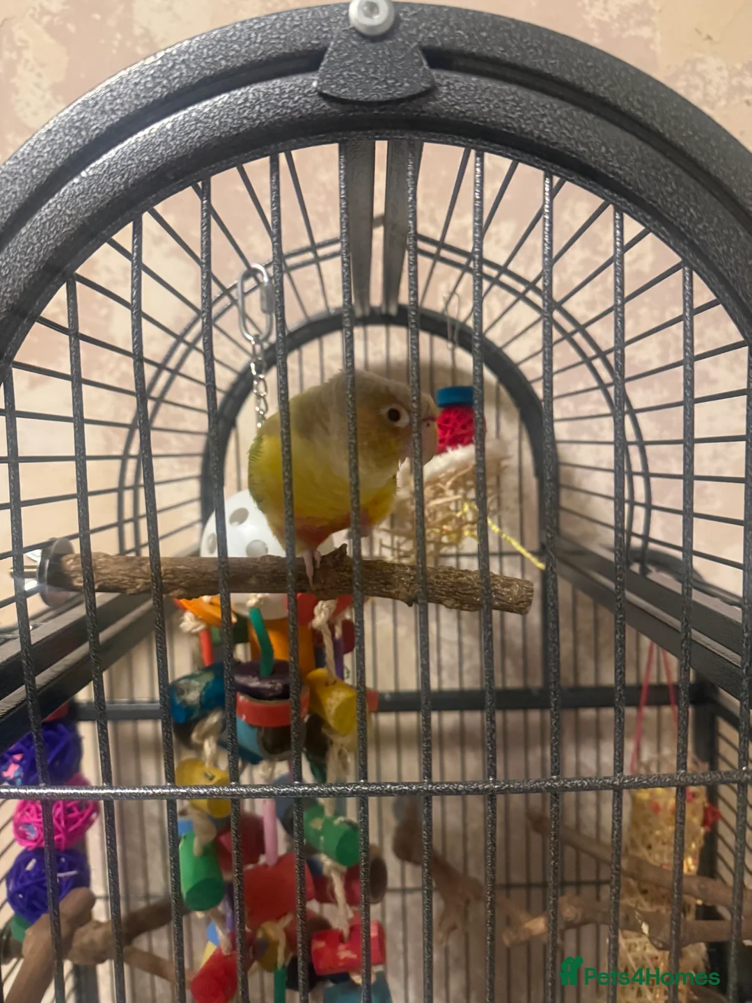 Conures birds for sale: Pineapple conure - Advert 2