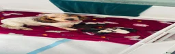 Cocker Spaniel dogs for sale: ✨🐾 EXQUISITE WORKING COCKER SPANIEL PUPPIES 🐾✨ - Advert 13