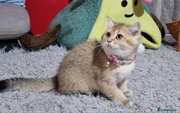 British Shorthair cats for sale: British shorthair kittens Champion parents  - Image 35