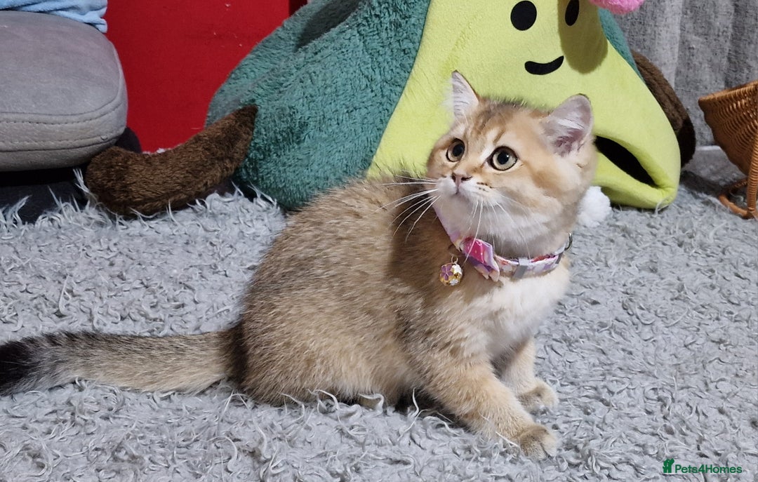 British Shorthair cats for sale: British shorthair kittens Champion parents  - Image 35