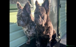 French Bulldog dogs for stud: Rare silver marble fluffy French bulldog - Image 5