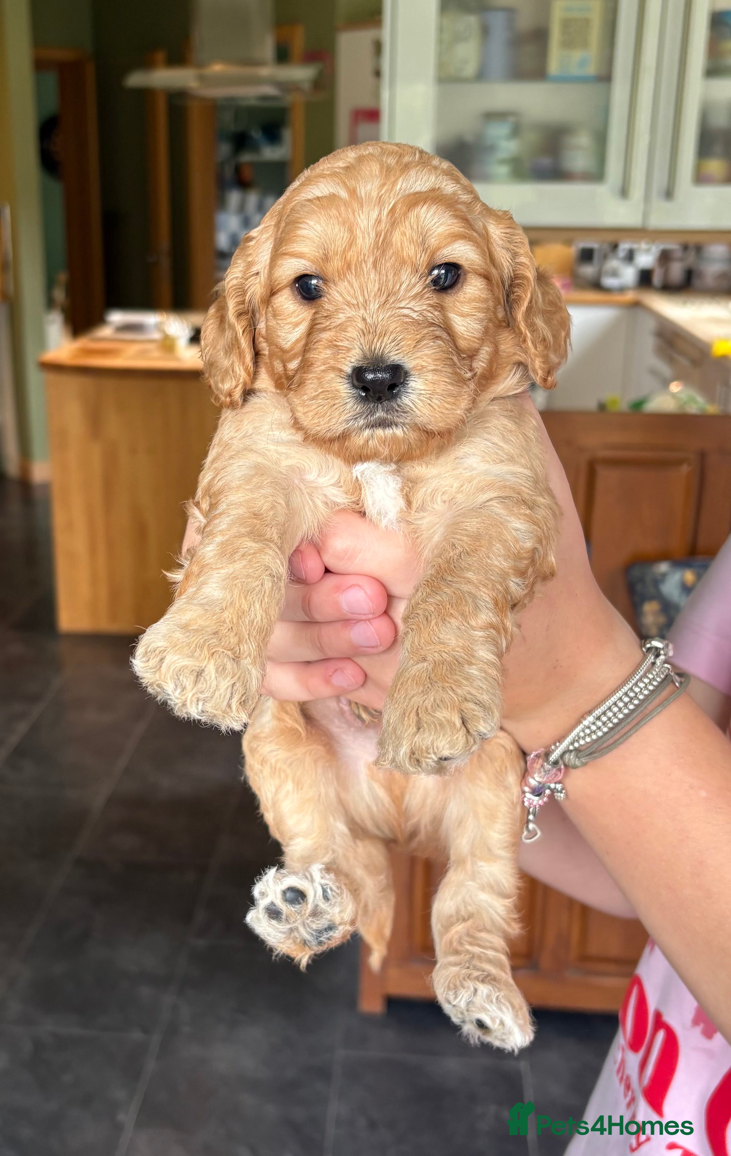 Cockapoo dogs Cockapoo Puppy - one chunky boy left 🐾 - Advert 16