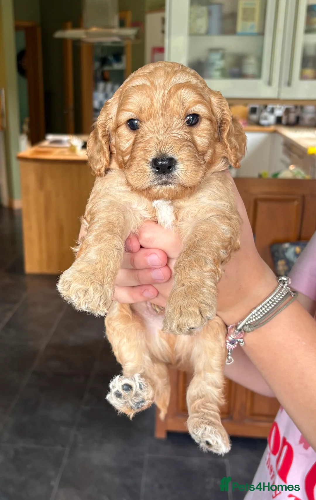 Cockapoo dogs for sale: Cockapoo Puppy - one chunky boy left 🐾 - Advert 1