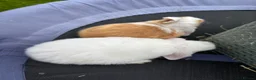 Mini Lop rabbits for sale: Pure breed Mini Lops  - Advert 27