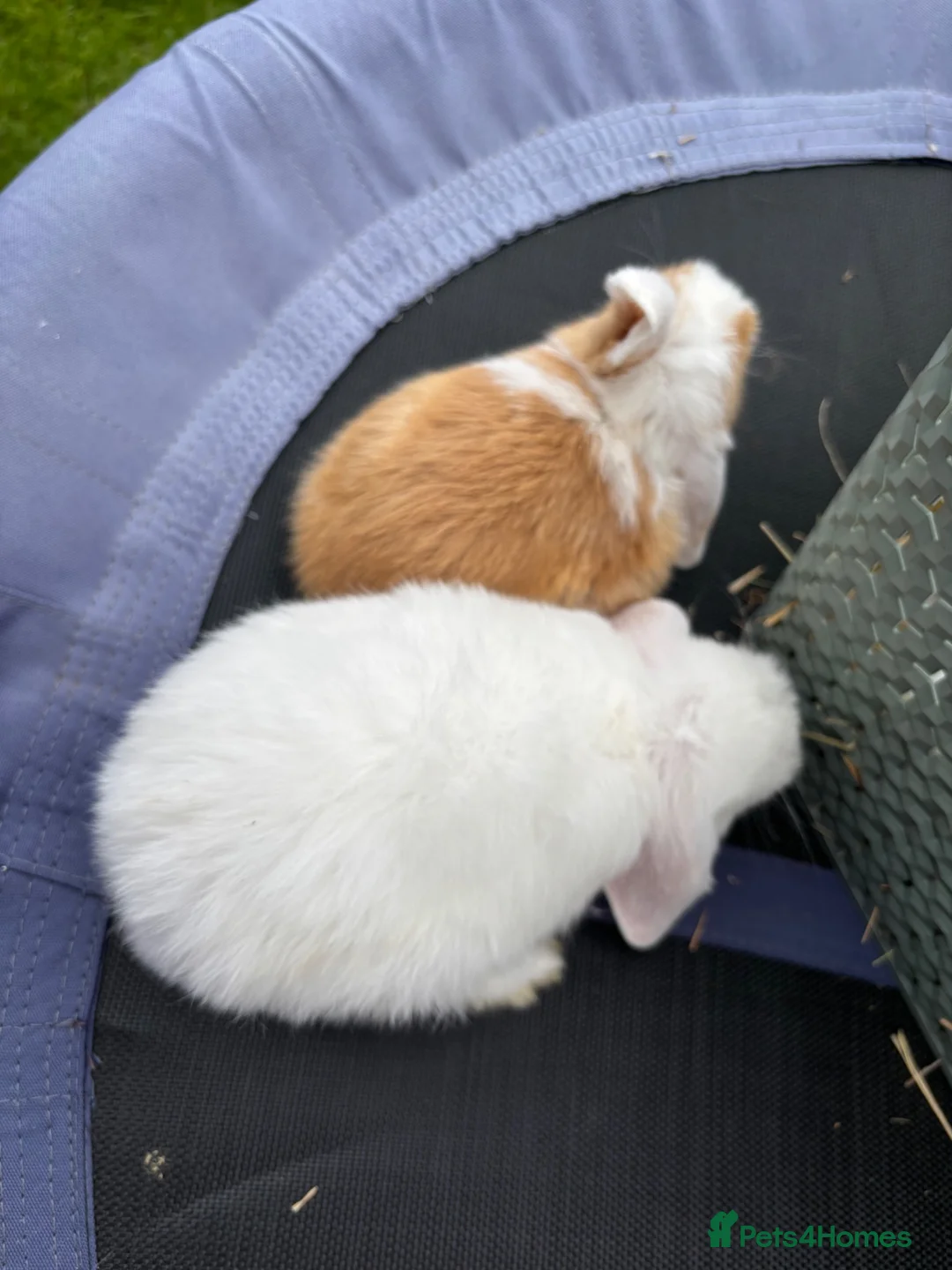 Mini Lop rabbits for sale: Pure breed Mini Lops  - Advert 27