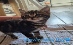 Domestic Shorthair cats for sale: 3 Beautiful kittens  - Image 8