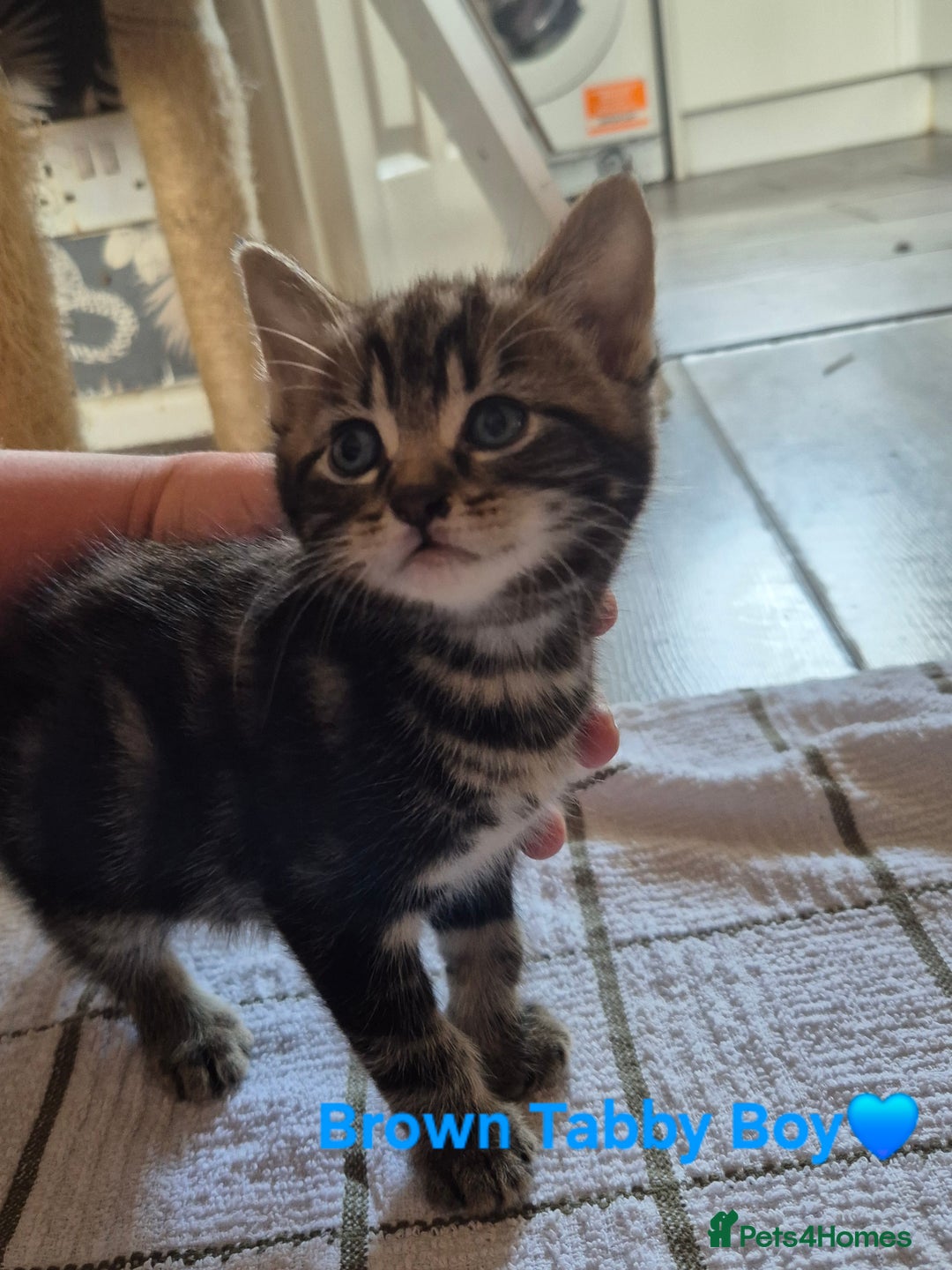 Domestic Shorthair cats for sale: 3 Beautiful kittens  - Image 8