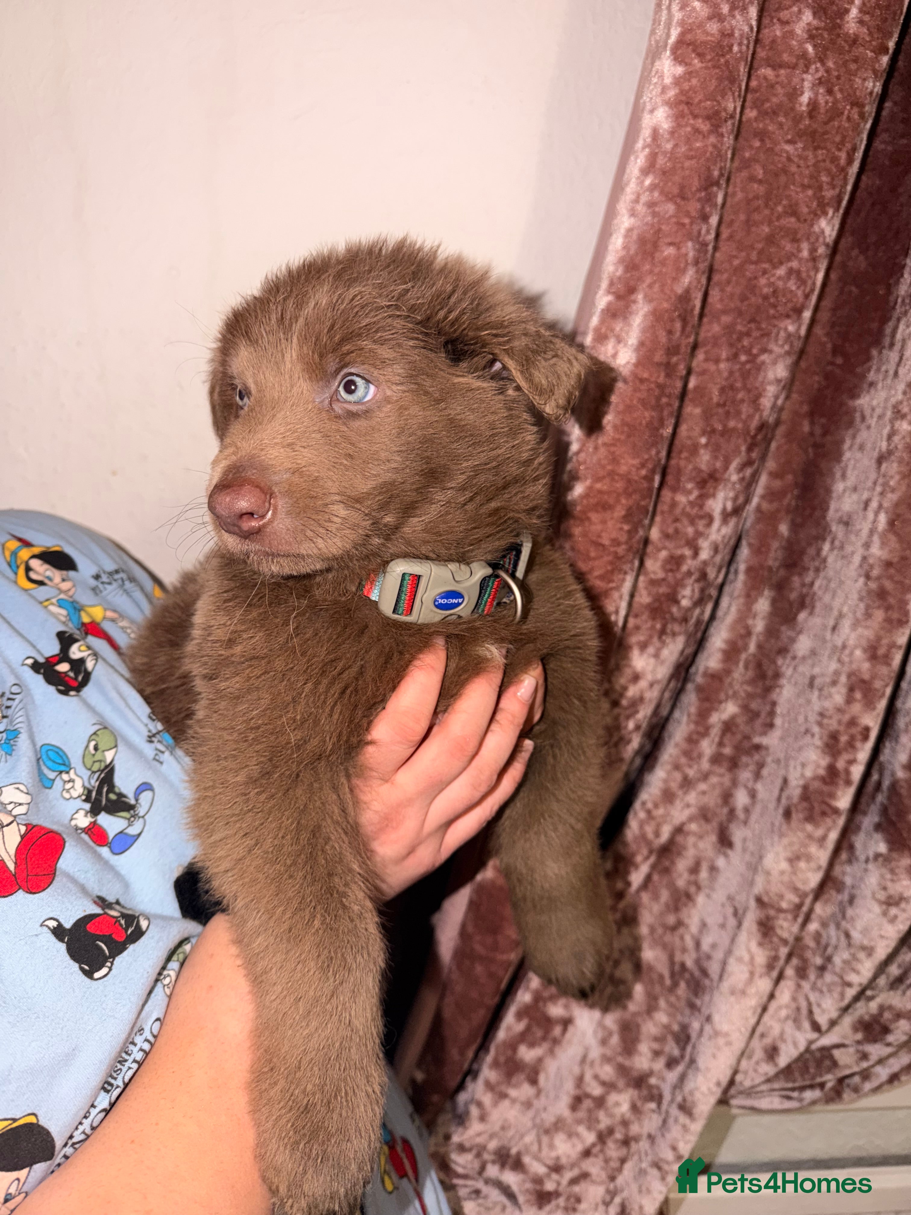 German Shepherd dogs ✨⭐️RARE German shepherd puppies⭐️✨ - Advert 5