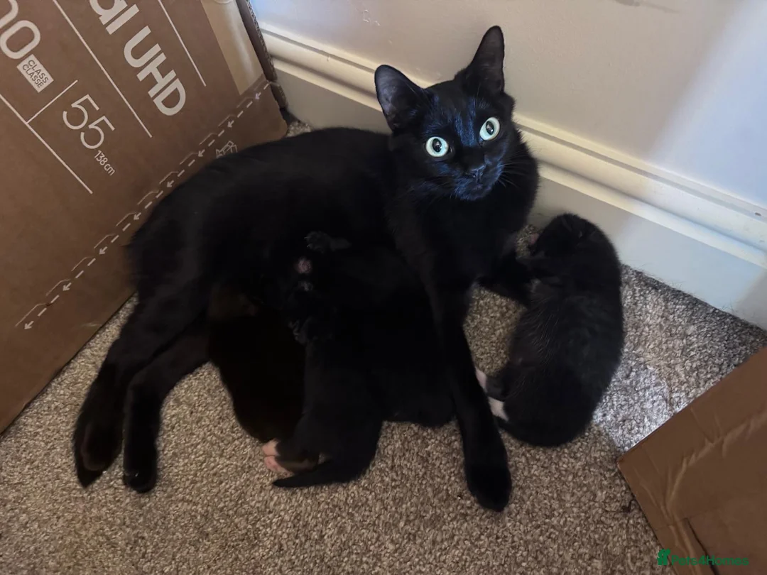 Mixed Breed cats for sale: Kittens - Advert 2