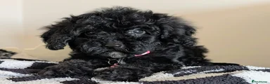 Cavapoochon 8 Velvet
