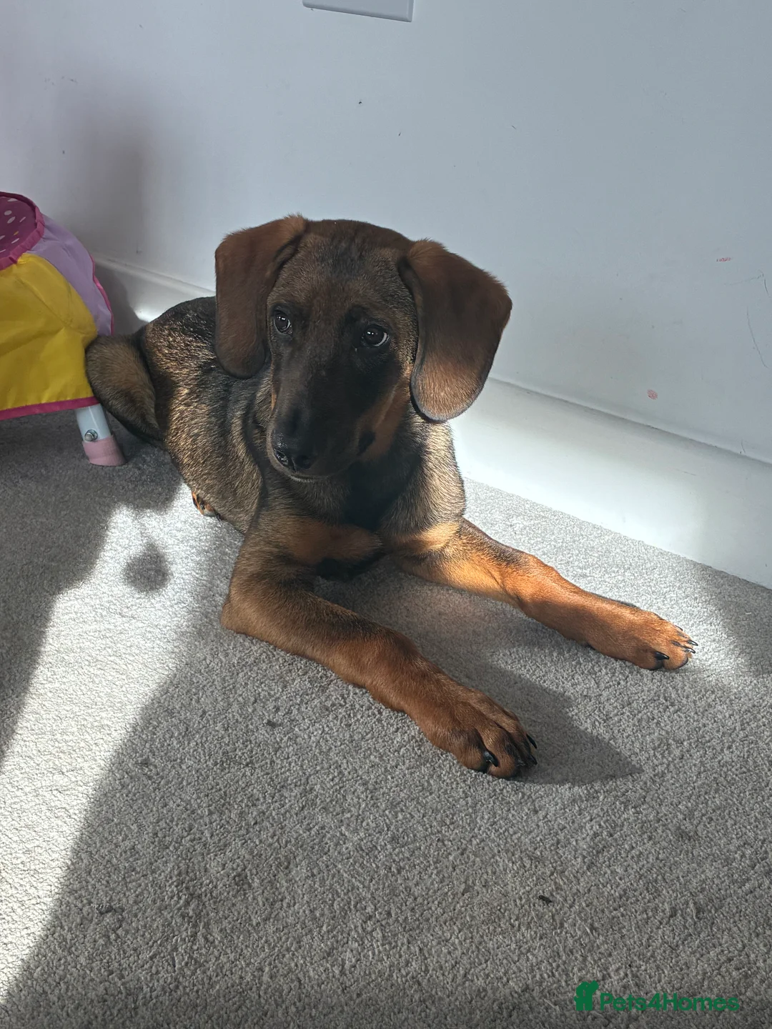 Mixed Breed dogs for sale: Puppy Kobe  - Advert 2