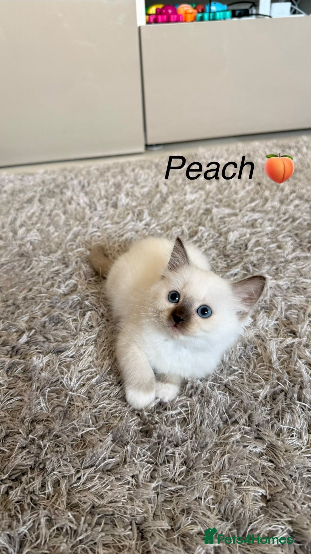 Siberian cats for sale: Beautiful Siberian Kittens – 3 Girls & 4 Boys 💙🩷 - Advert 1