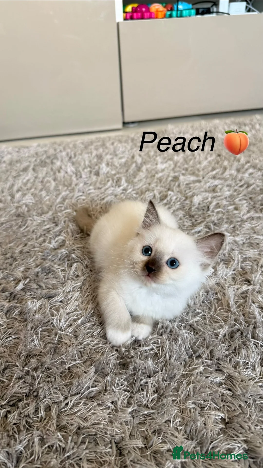 Siberian cats for sale: Beautiful Siberian Kittens – 3 Girls & 4 Boys 💙🩷 - Advert 1