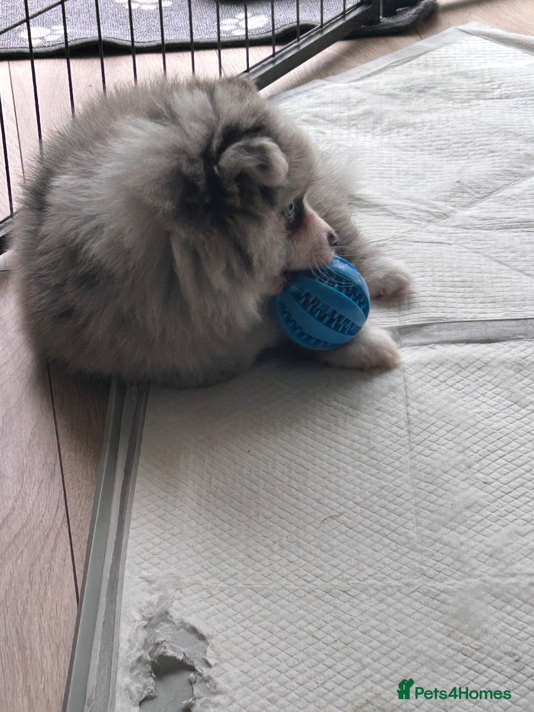 Pomeranian dogs for sale: Pomeranians - ONLY BLACK BOY LEFT - Advert 27