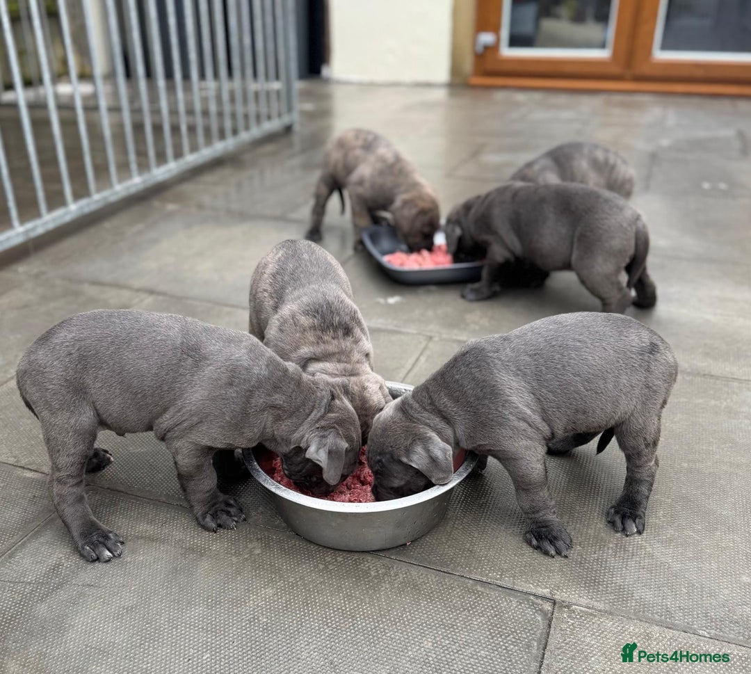 Cane Corso dogs for sale: Champion breed boodline cane corso  - Image 11
