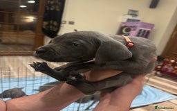 Cane Corso dogs for sale: Pure Pedigree Cane Corso Puppies - Image 26