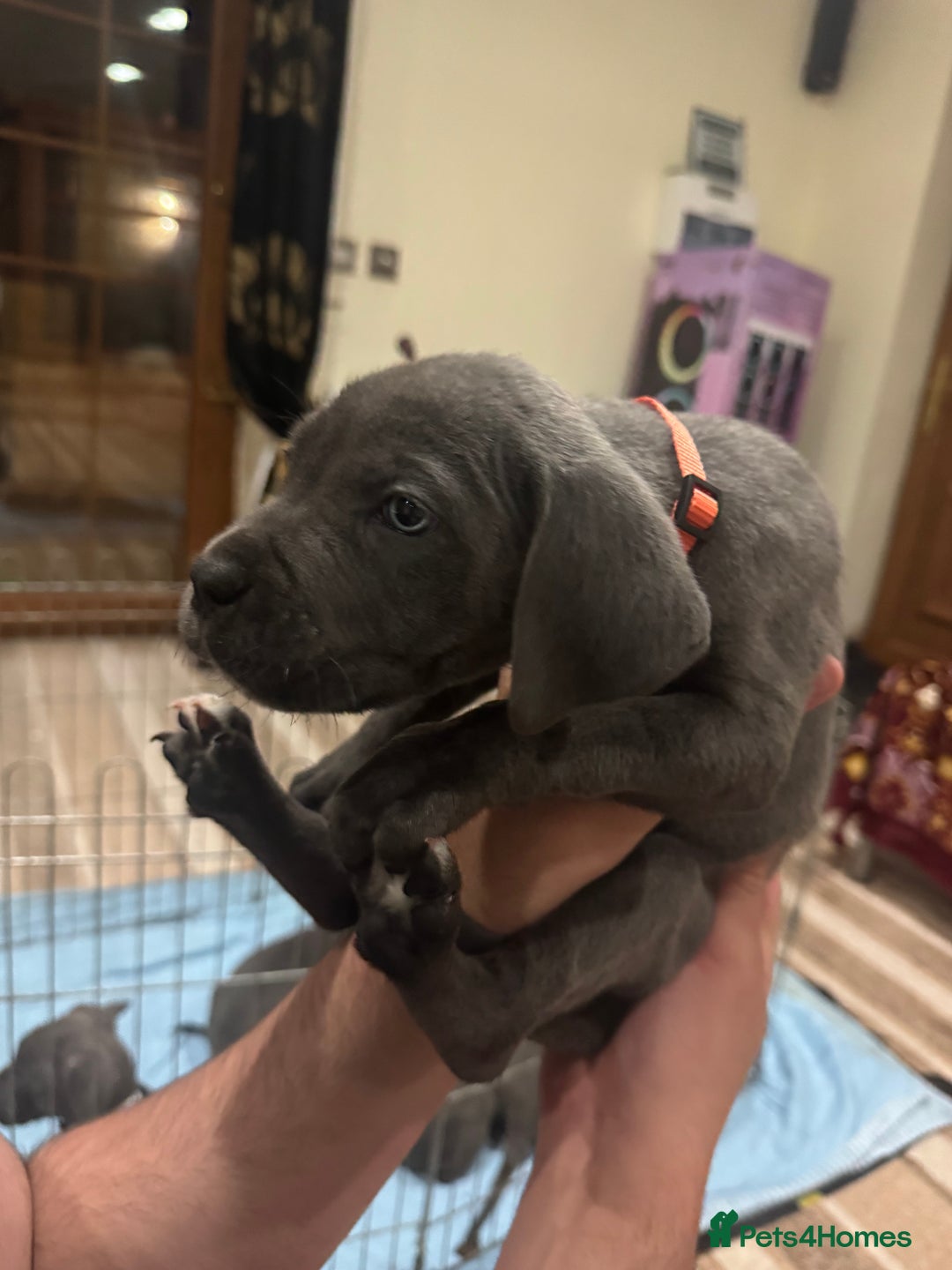 Cane Corso dogs for sale: Pure Pedigree Cane Corso Puppies - Image 26