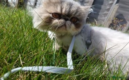 Persian cats for sale: Persian Female - Image 3