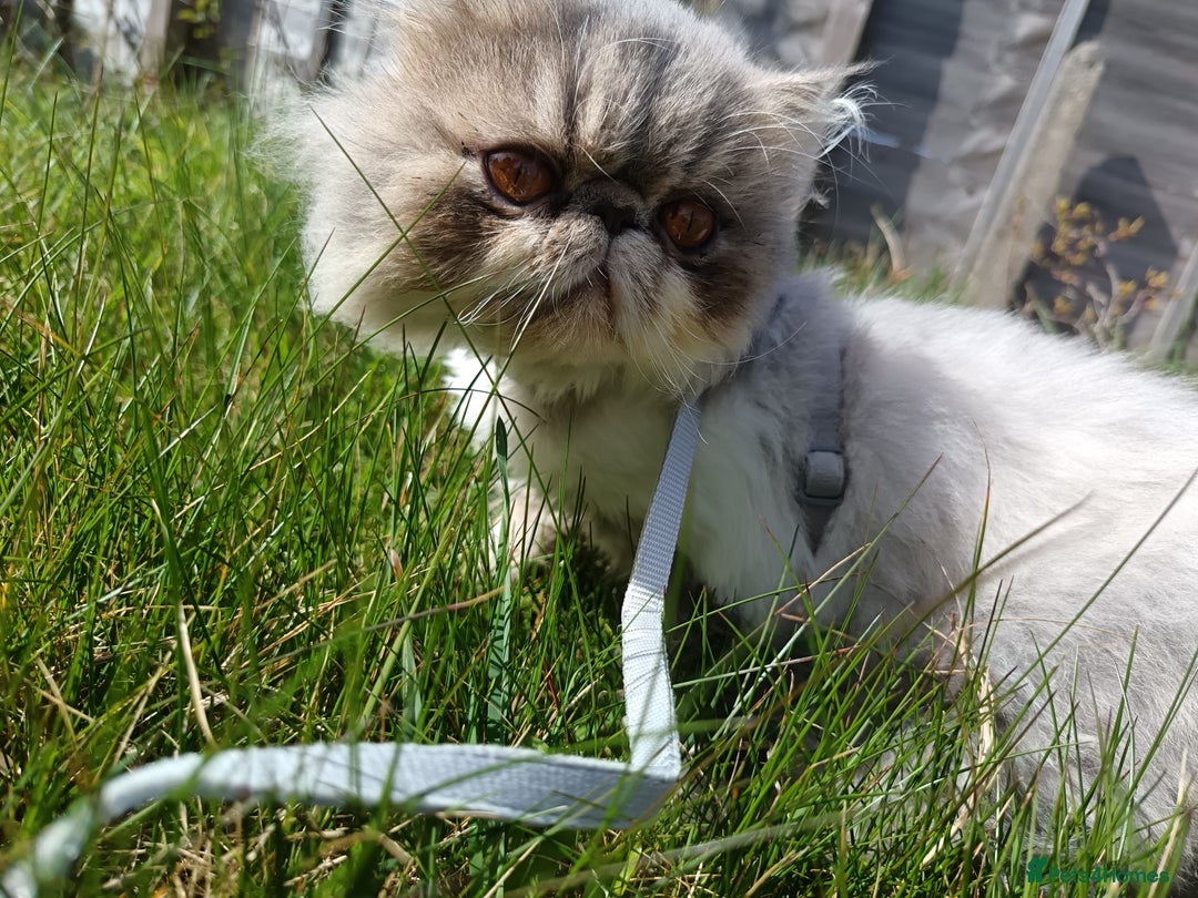 Persian cats for sale: Persian Female - Image 3