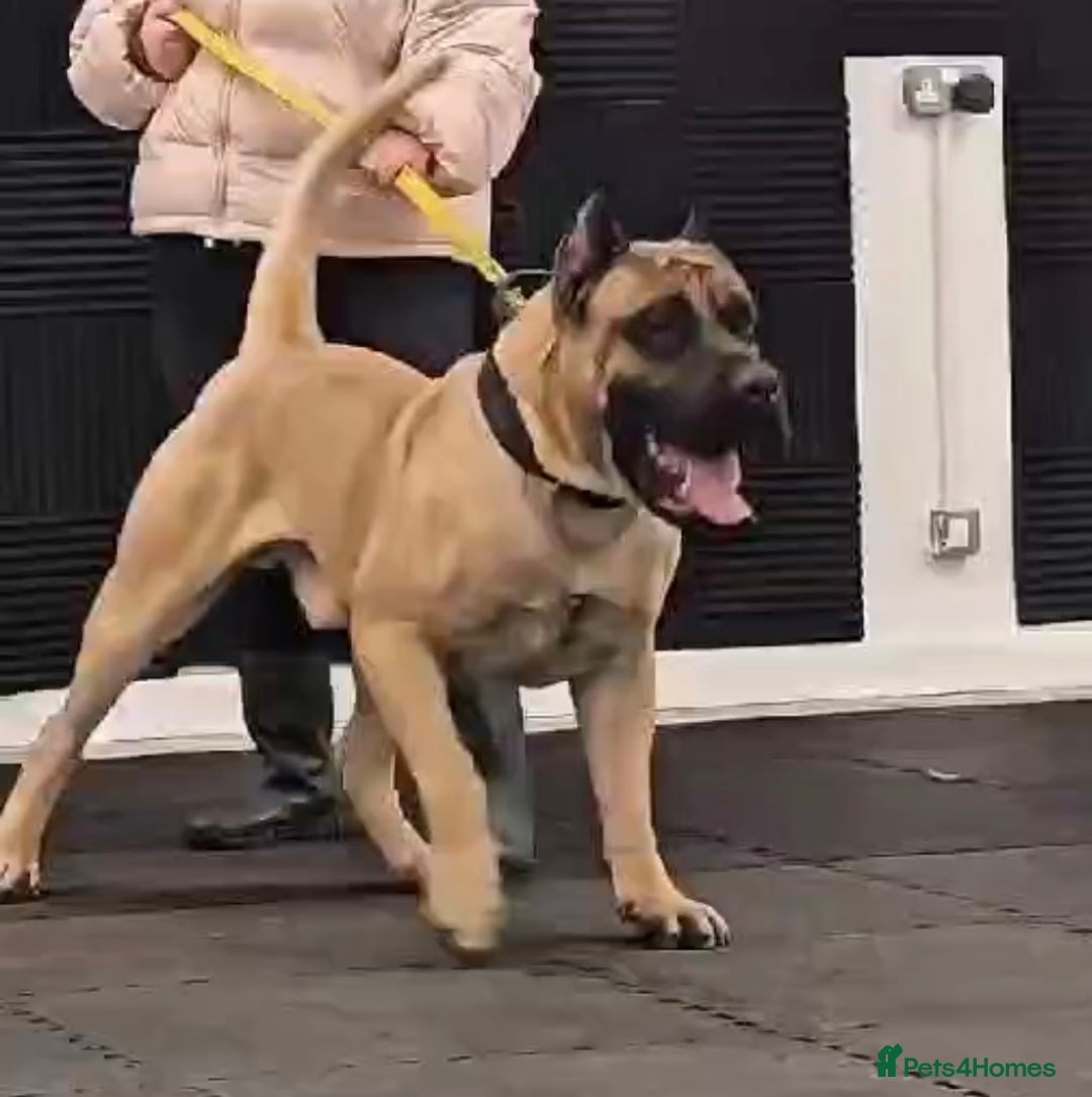 Presa Canario dogs for sale: Only 5 Star Home  - Image 6