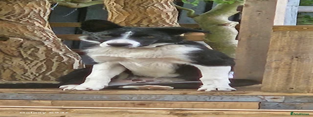 Juno
