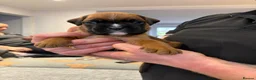 Boxer dogs for sale: Beautiful, KC registerd boxer puppies for sale - Advert 22