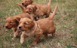 Golden Retriever dogs for sale: Dark Red Kc Registered Golden Retriever Puppies - Image 16