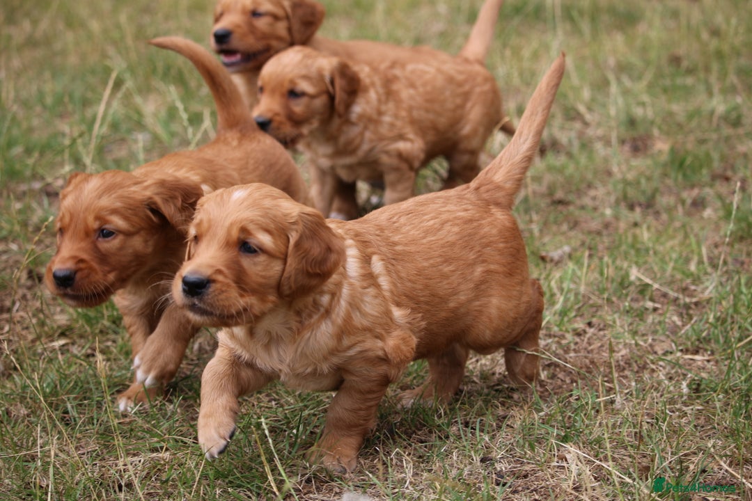 Golden Retriever dogs for sale: Dark Red Kc Registered Golden Retriever Puppies - Image 16