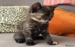 British Shorthair cats for sale: British Short hair kitten  - Image 1