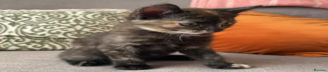British Shorthair Kitten 1