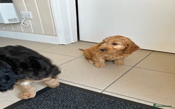 Cockapoo dogs for sale: STUNNING COCKAPOO - Image 3