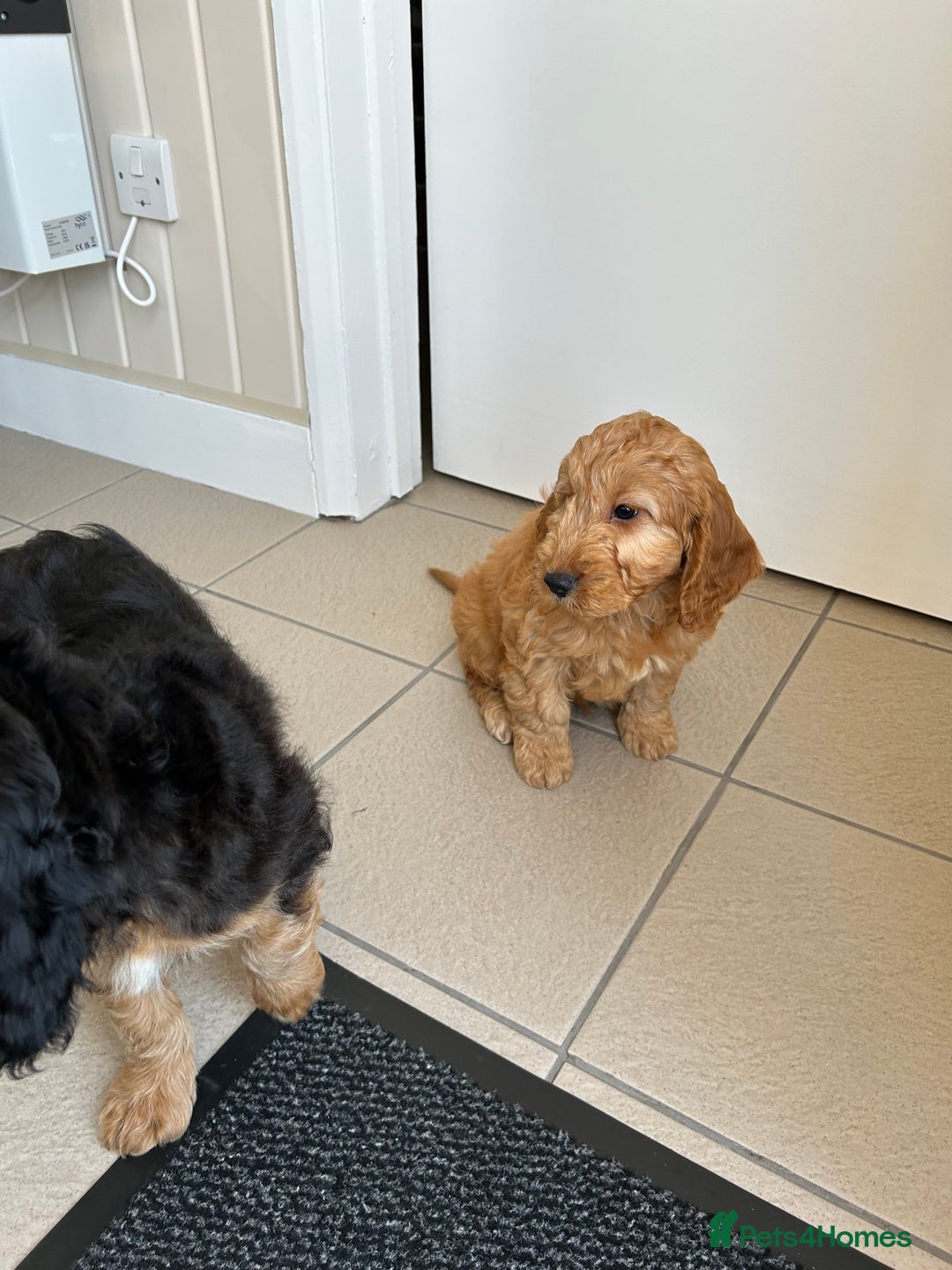 Cockapoo dogs for sale: STUNNING COCKAPOO - Image 3