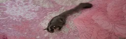 Sugar Glider rodents for sale: Sugar glider - Advert 6