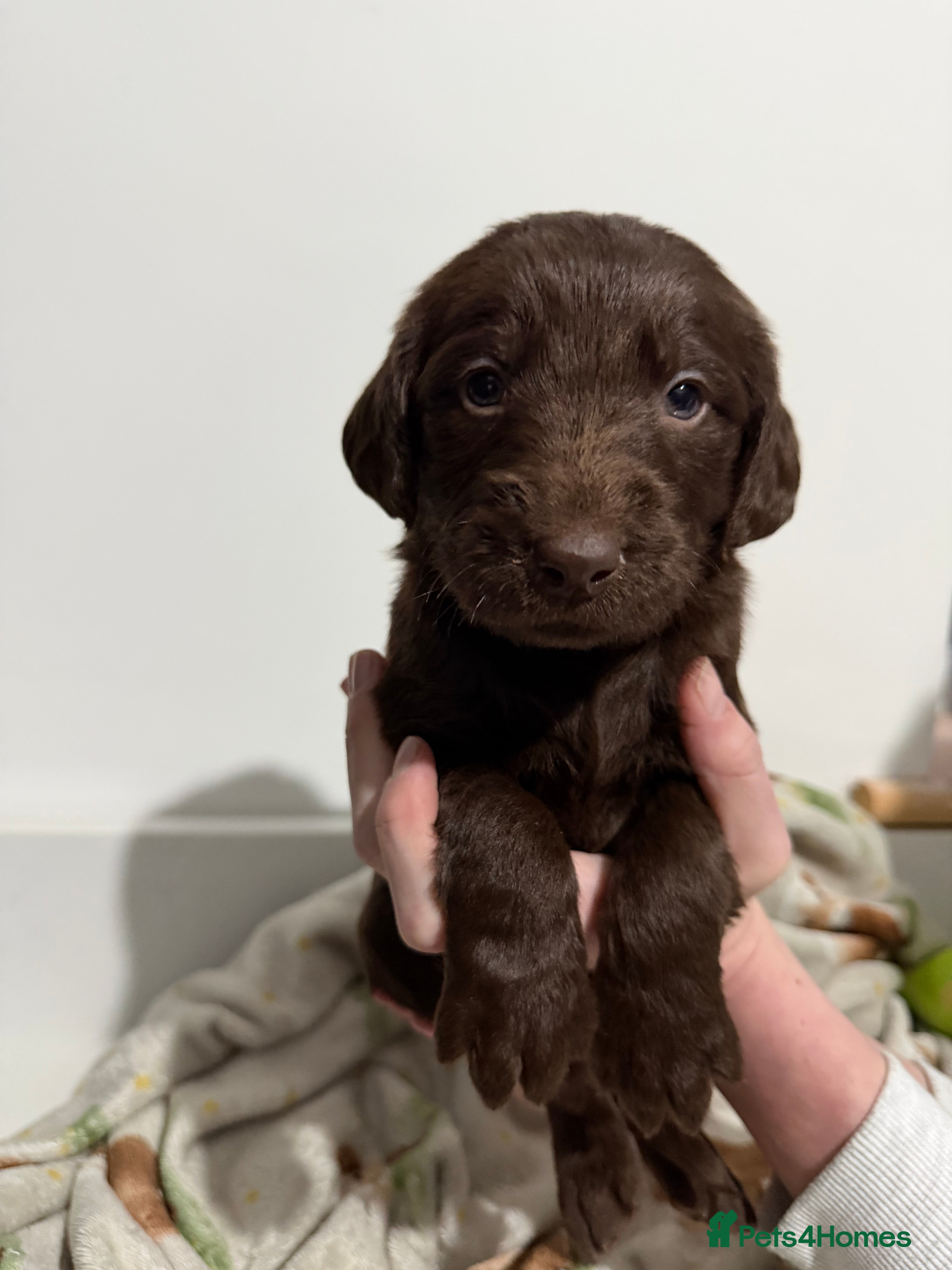 Labradoodle dogs Beautiful Labradoodle x Labrador Puppies for sale. - Advert 2