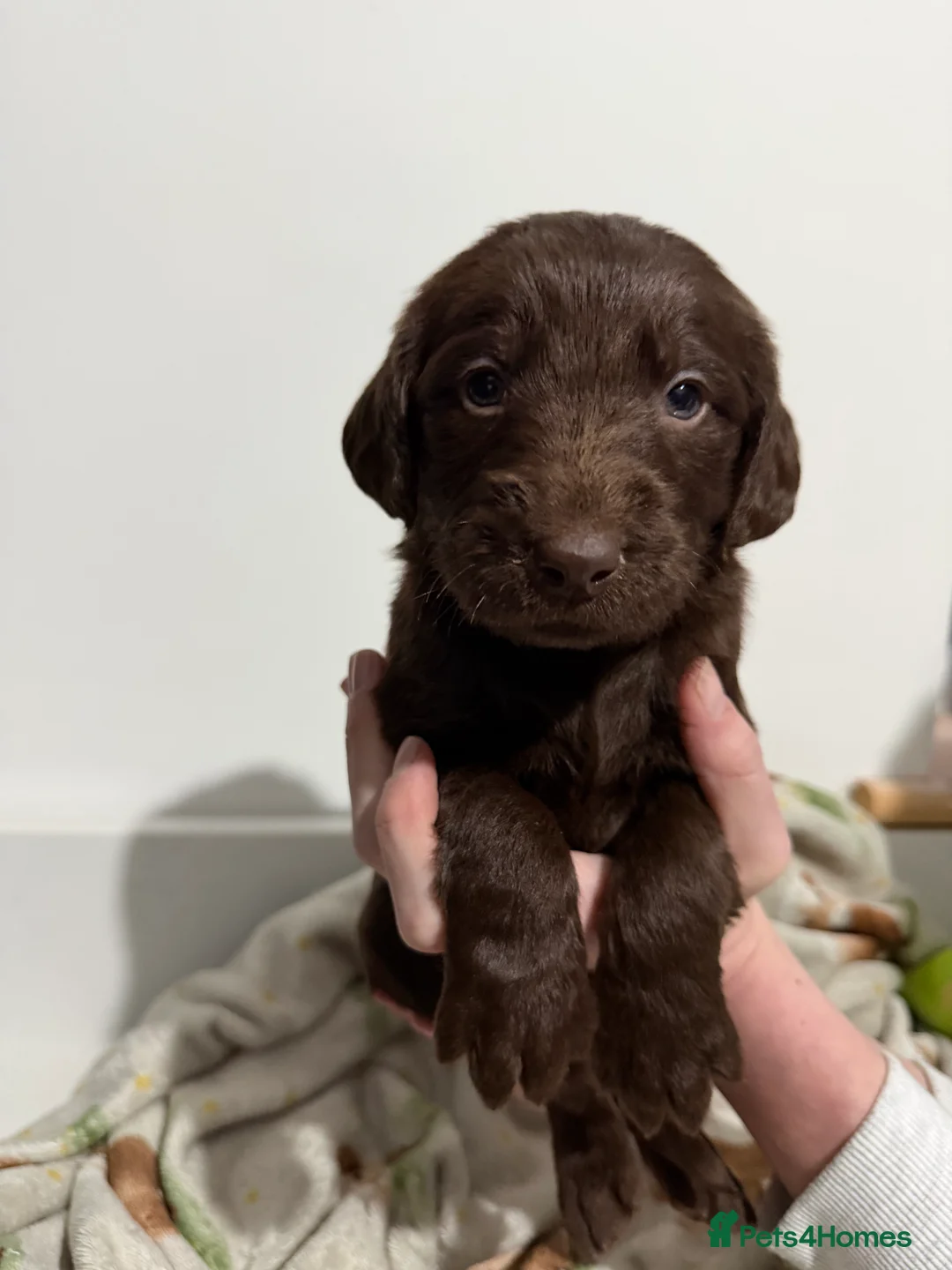 Labradoodle dogs for sale: Beautiful Labradoodle x Labrador Puppies for sale. - Advert 1