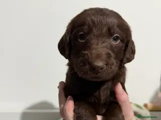 Labradoodle dogs Beautiful Labradoodle x Labrador Puppies for sale. - Advert 2