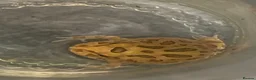 Frog reptiles for sale: Pac-Man Frogs cb26  - Advert 12