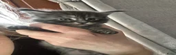 Maine Coon cats for sale: Full Maine Coon Kittens 4 left! in Brechin - Advert 6