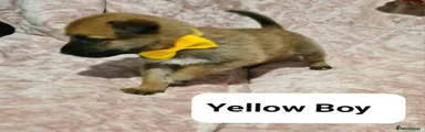 Belgian Shepherd Dog 6