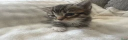 Mixed Breed cats for sale: 2 stunning boys in Liverpool - Advert 6
