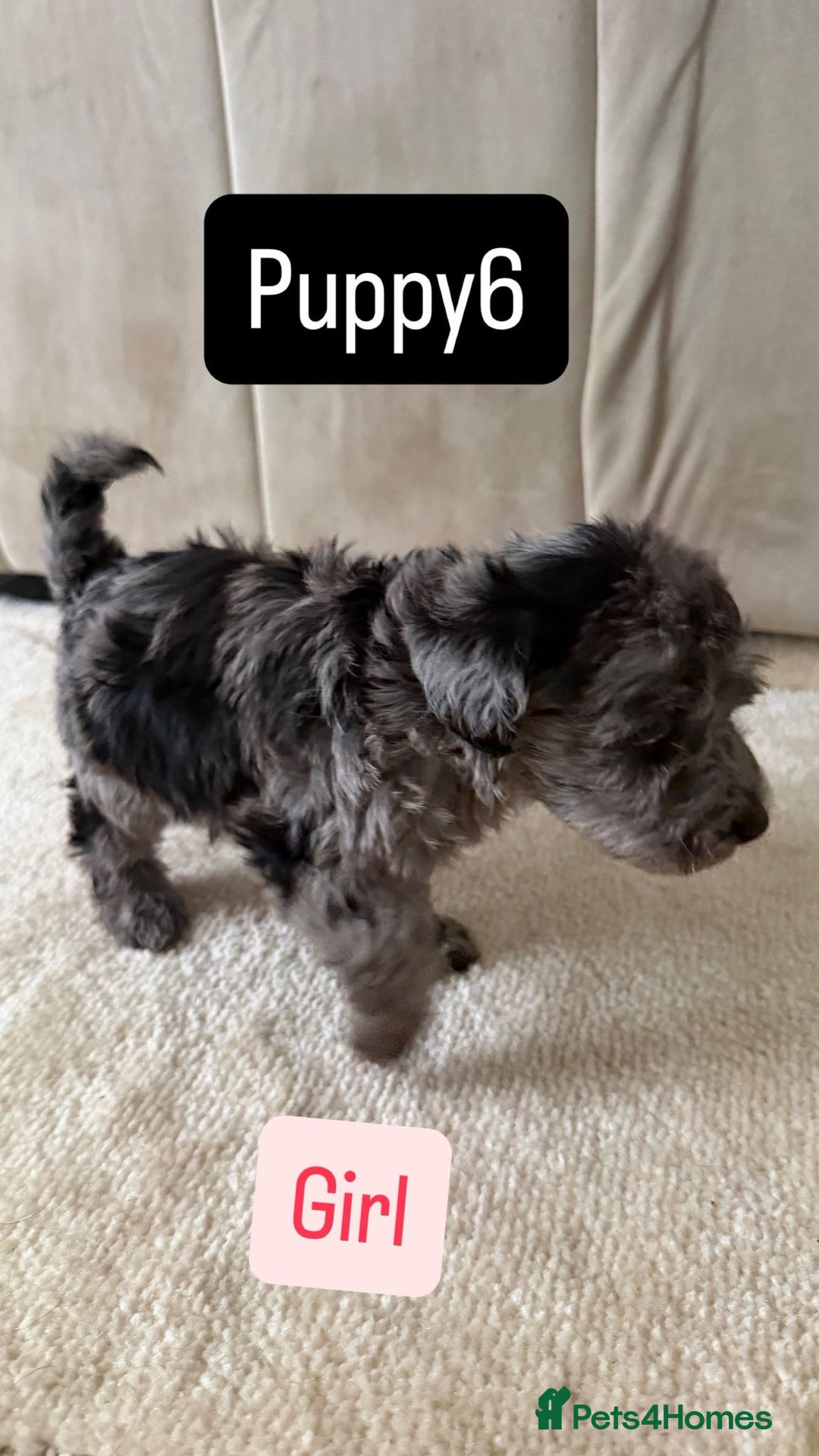 Mixed Breed dogs for sale: Schnoodle puppies for sale  - Advert 9