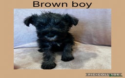 Miniature Schnauzer dogs for sale: Miniature Schnauzer Puppies  - Image 7