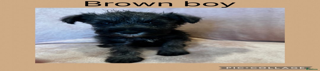 Brown Boy