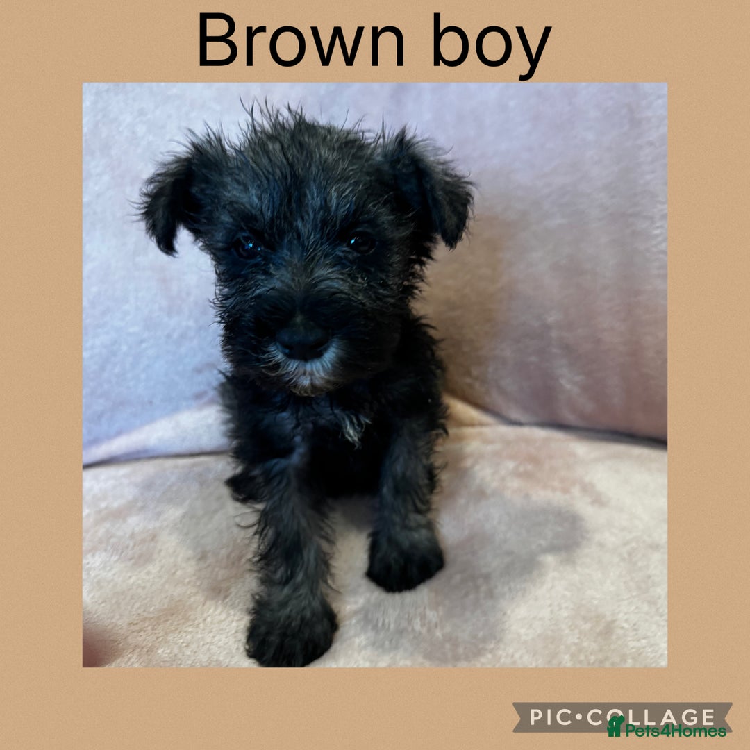 Miniature Schnauzer dogs for sale: Miniature Schnauzer Puppies  - Image 7