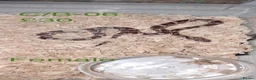 Corn Snake reptiles for sale: Baby corn snakes  - Advert 18